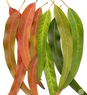 Row of dried and fresh eucalyptus leaves in shades of green and reddish brown laid out side by side.
