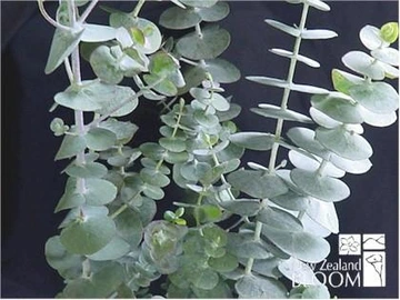 Silver-blue eucalyptus stems with many small round leaves against a dark background.