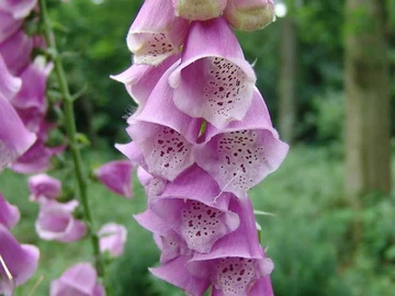 Close-up of purple foxglove blossoms with speckled, tubular flowers