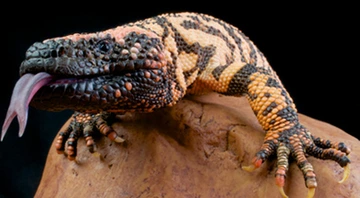 Gila monster resting on a rock with its tongue out.
