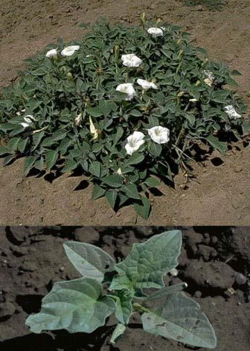 Low, spreading jimsonweed plant with many white trumpet-shaped flowers growing in bare soil.