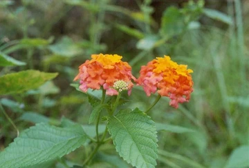 Close-up of orange and pink lantana flower clusters with green leaves.