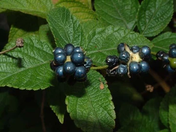 Dark blue lantana berries growing on green leafy stems.