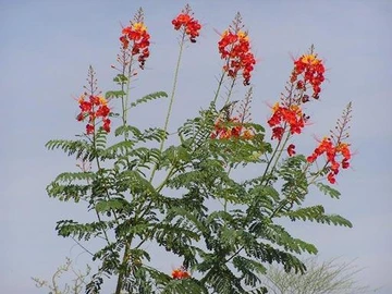 Tall Mexican bird of paradise shrub with multiple red and yellow flower clusters