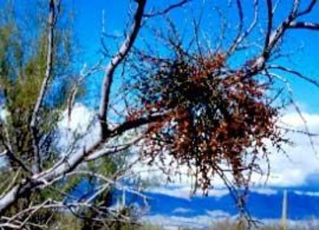 Clump of desert mistletoe growing in the bare branches of a tree against a bright blue sky.