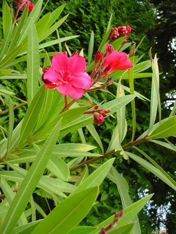 Close-up of a bright pink oleander flower and long narrow green leaves on a shrub.