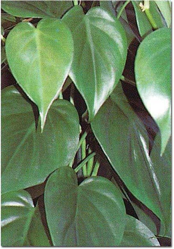 Close-up of heart-shaped, glossy green philodendron leaves overlapping one another.
