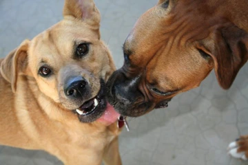 Two brown dogs playing together, one licking the other’s face.