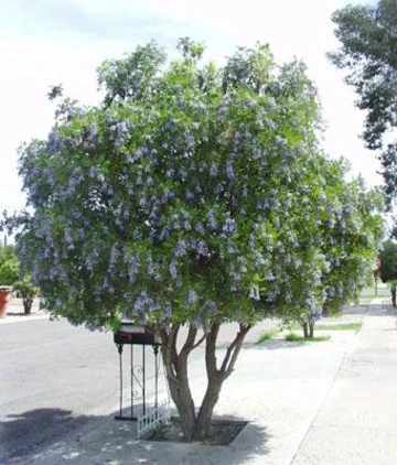 Texas mountain laurel tree with dense green foliage and purple flower clusters growing along a neighborhood street