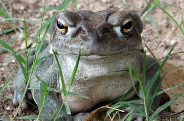 Large toad sitting on dirt among small blades of grass.