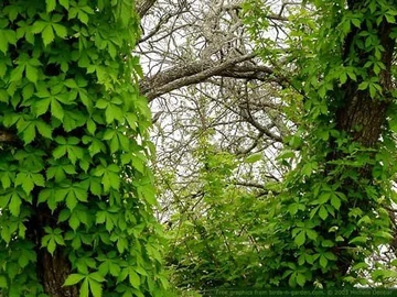 Virginia creeper vine covering tree trunks with dense green five-leaf clusters.
