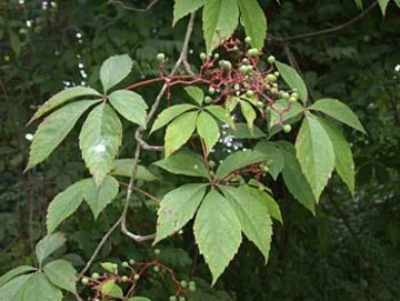 Close-up of Virginia creeper leaves and small green berries on red stems.