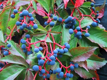 Virginia creeper with red stems and clusters of dark blue berries among green and red leaves.