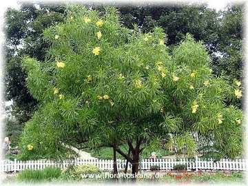 Small tree covered in narrow green leaves and scattered yellow oleander-like flowers in a landscaped yard.