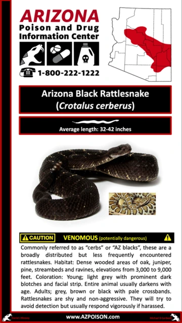 Photo of Arizona Black Rattlesnake