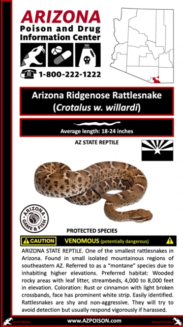 Photo of Arizona Ridgenose Rattlesnake