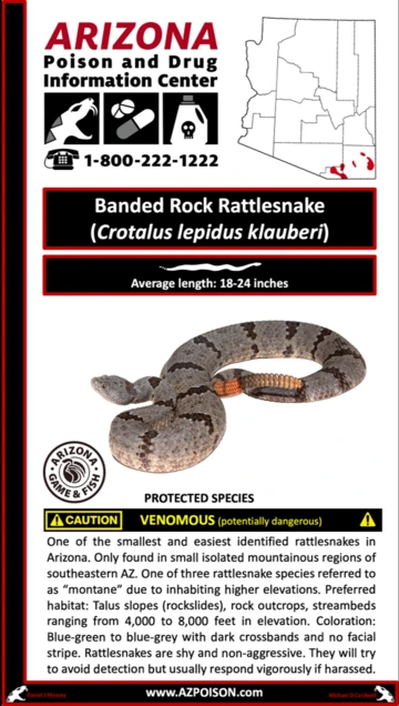 Photo of Banded Rock Rattlesnake 