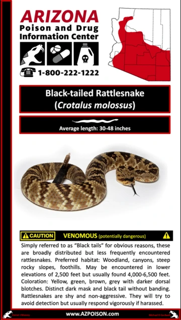 Photo of Black-tailed Rattlesnake