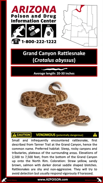 Photo of Grand Canyon Rattlesnake
