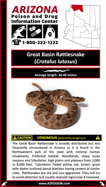 Photo of Great Basin Rattlesnake 