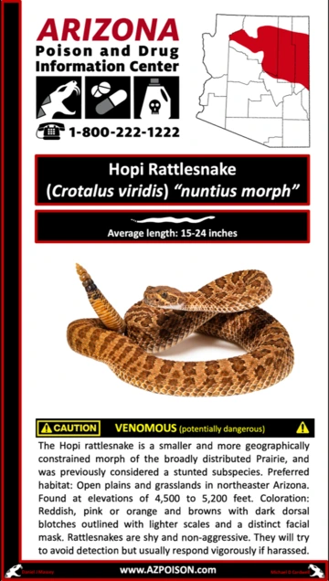 Photo of Hopi Rattlesnake