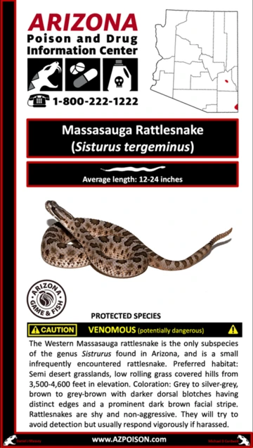 Photo of Massasauga Rattlesnake