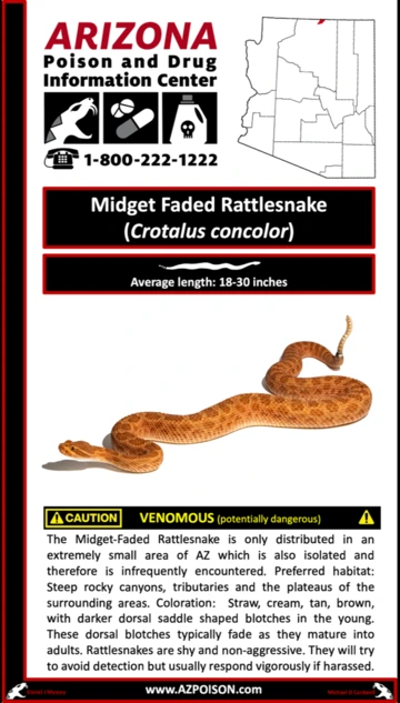 Photo Midget Faded Rattlesnake