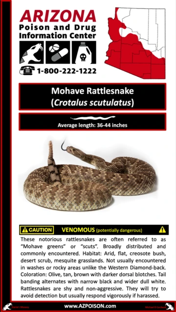 Photo of Mohave Rattlesnake