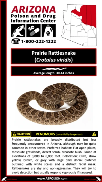 Photo of Prairie Rattlesnake