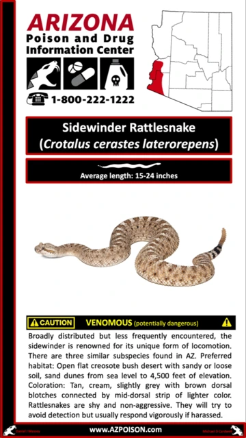 Photo of Sidewinder Rattlesnake 