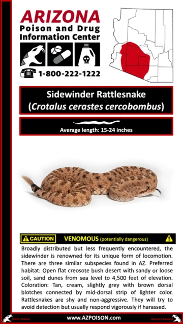 Photo of Sidewinder Rattlesnake 