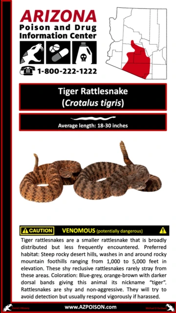 Photo of Tiger Rattlesnake