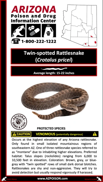 Photo of Twin-spotted Rattlesnake