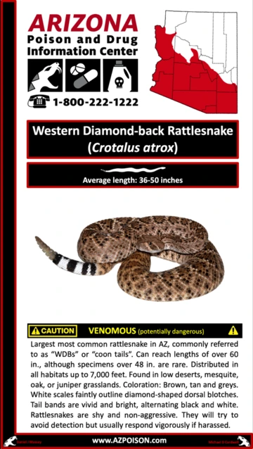 Photo of Western Diamondback Rattlesnake 