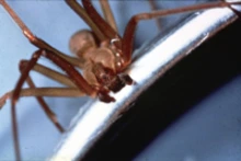 Close-up of a brown recluse spider on a smooth surface.