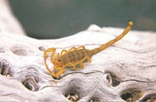 Close-up of a small bark scorpion on a piece of wood.