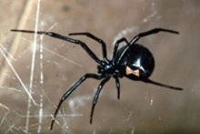Black widow spider on a web showing its red hourglass marking.