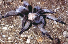 Tarantula on the ground showing its large legs and body.